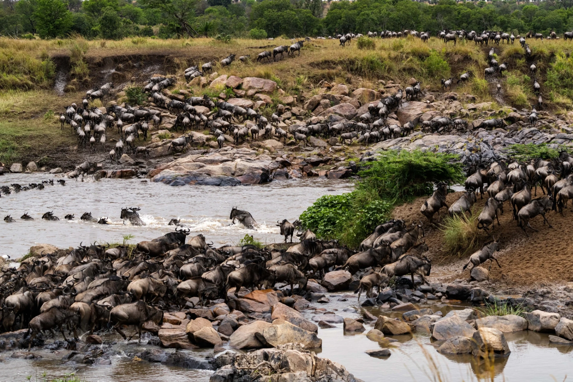 Great Migration Safari cover