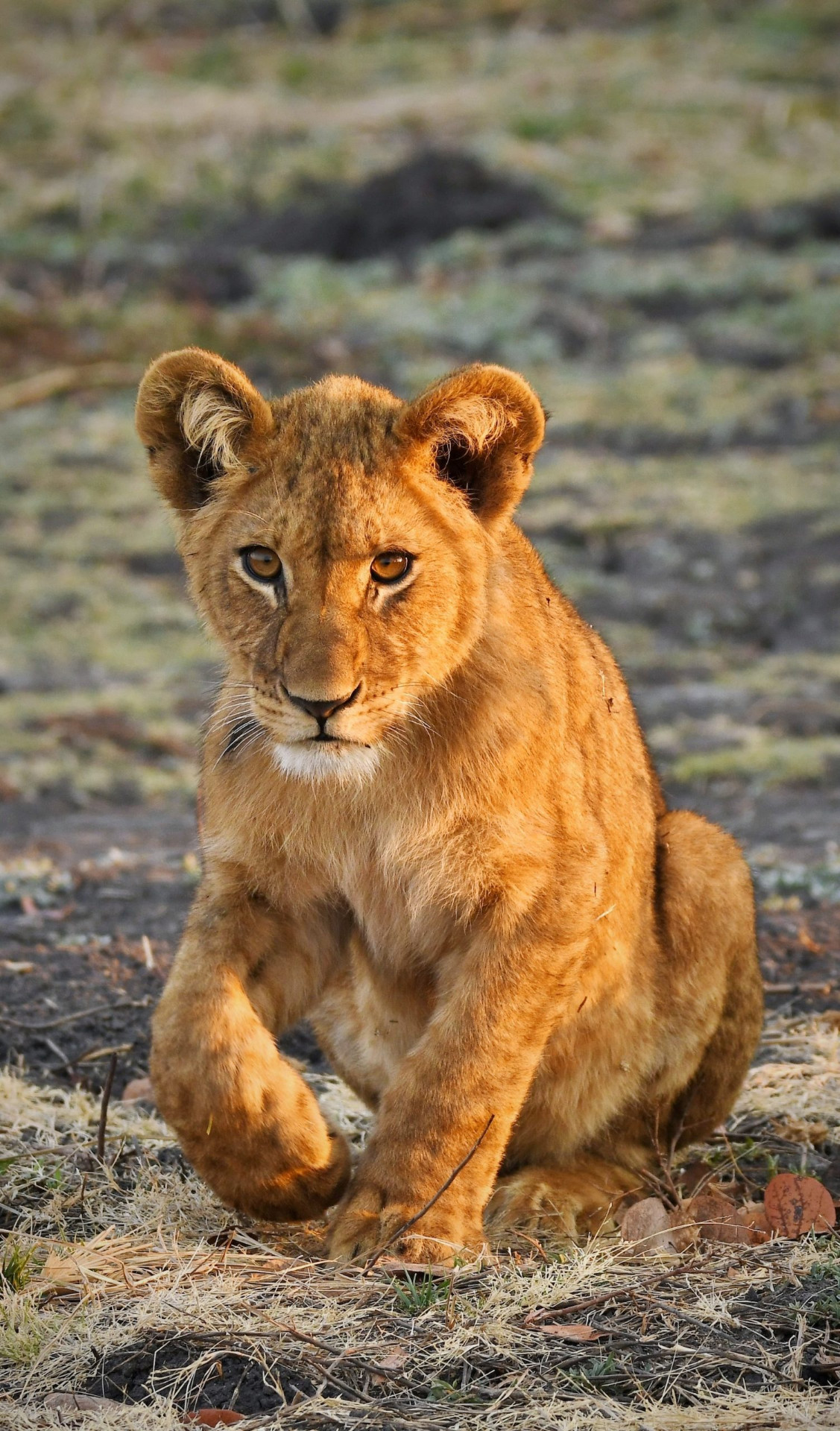 Young lion cub on the Serengeti plains